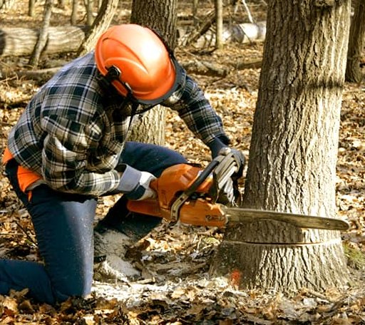 Tree Removal in Hendrix, OK